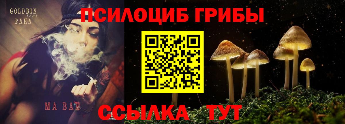 Зеленогорск  Псилоцибиновые грибы Psilocybe  Вход с VPN 